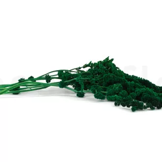 Preserved Amaranthus Green
