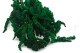 Preserved Amaranthus Green 2