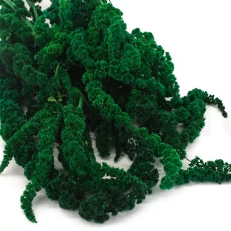 Preserved Amaranthus Green