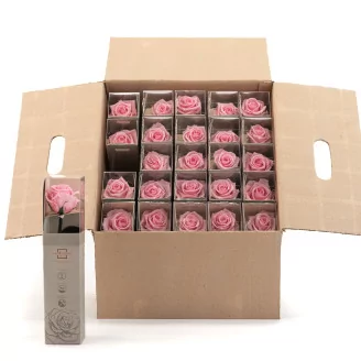 Preserved Roses on stem 12" - Gift Box 25 Units - Light Pink