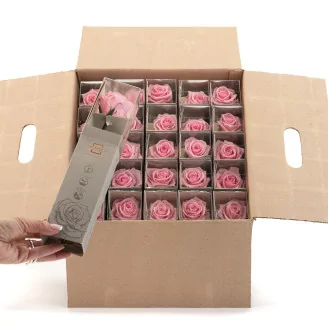 Preserved Rose on Stem 12" Light Pink - Individual Gift Box (set of 25)