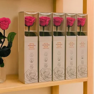 Preserved Rose on Stem 12" Dark Pink - Individual Gift Box (set of 25)