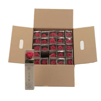 Preserved Rose on Stem 12" Dark Pink - Individual Gift Box (set of 25)