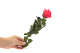 Preserved Roses on stem 12" - Gift Box 25 Units - Dark Pink 4