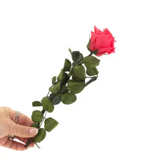 Preserved Rose on Stem 12" Dark Pink - Individual Gift Box (set of 25)