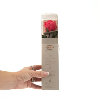 Preserved Rose on Stem 12" Dark Pink - Individual Gift Box (set of 25)