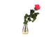 Preserved Roses on stem 12" - Gift Box 25 Units - Dark Pink 3