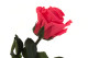 Preserved Roses on stem 12" - Gift Box 25 Units - Dark Pink 6