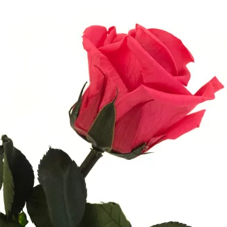 Preserved Rose on Stem 12" Dark Pink - Individual Gift Box (set of 25)