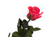 Preserved Roses on stem 12" - Gift Box 25 Units - Dark Pink 5
