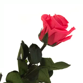 Preserved Rose on Stem 12" Dark Pink - Individual Gift Box (set of 25)
