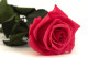 Preserved Roses on stem 12" - Gift Box 25 Units - Dark Pink 2