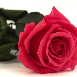 Preserved Rose on Stem 12" Dark Pink - Individual Gift Box (set of 25)