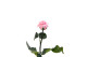 Preserved Roses on stem 30cm - Gift Box 25 Units - Light Pink 5