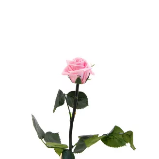 Preserved Roses on stem 12" - Gift Box 25 Units - Light Pink