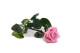 Preserved Roses on stem 30cm - Gift Box 25 Units - Light Pink 8