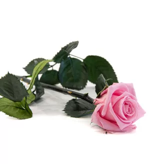 Preserved Rose on Stem 12" Light Pink - Individual Gift Box (set of 25)