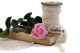 Preserved Rose on Stem 12" Light Pink - Individual Gift Box (set of 25) 7