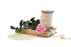 Preserved Rose on Stem 12" Light Pink - Individual Gift Box (set of 25) 9