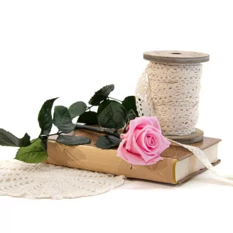 Preserved Rose on Stem 12" Light Pink - Individual Gift Box (set of 25)