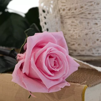 Preserved Rose on Stem 12" Light Pink - Individual Gift Box (set of 25)