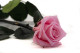 Preserved Rose on Stem 12" Light Pink - Individual Gift Box (set of 25) 6