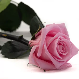 Preserved Rose on Stem 12" Light Pink - Individual Gift Box (set of 25)