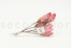 Dried Protea Repens - 5 Stems - Pink 8
