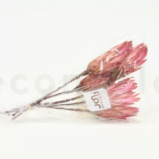 Dried Protea Repens Pink (set of 5)