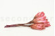 Dried Protea Repens - 5 Stems - Pink 9