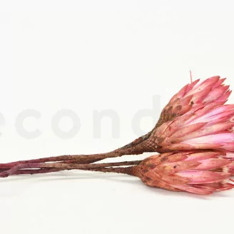 Dried Protea Repens Pink (set of 5)