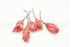Dried Protea Repens Pink (set of 5) 6