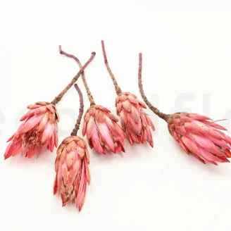 Dried Protea Repens Pink (set of 5)