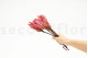 Dried Protea Repens - 5 Stems - Pink 3