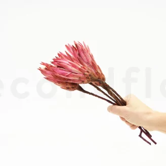 Dried Protea Repens Pink (set of 5)