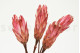 Dried Protea Repens - 5 Stems - Pink 2