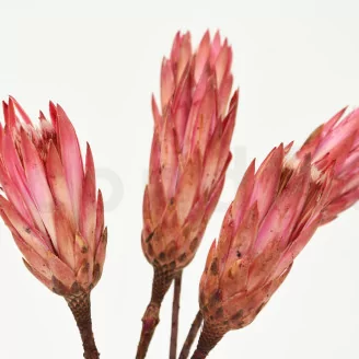 Dried Protea Repens Pink (set of 5)
