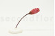 Dried Protea Repens Pink (set of 5) 4