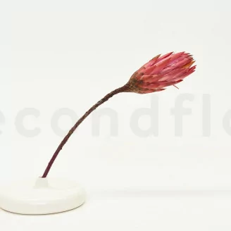 Dried Protea Repens Pink (set of 5)