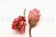 Dried Protea Repens Pink (set of 5) 5
