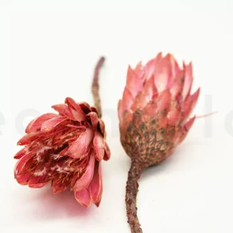 Dried Protea Repens Pink (set of 5)