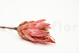 Dried Protea Repens - 5 Stems - Pink 7