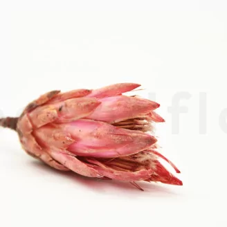 Dried Protea Repens Pink (set of 5)