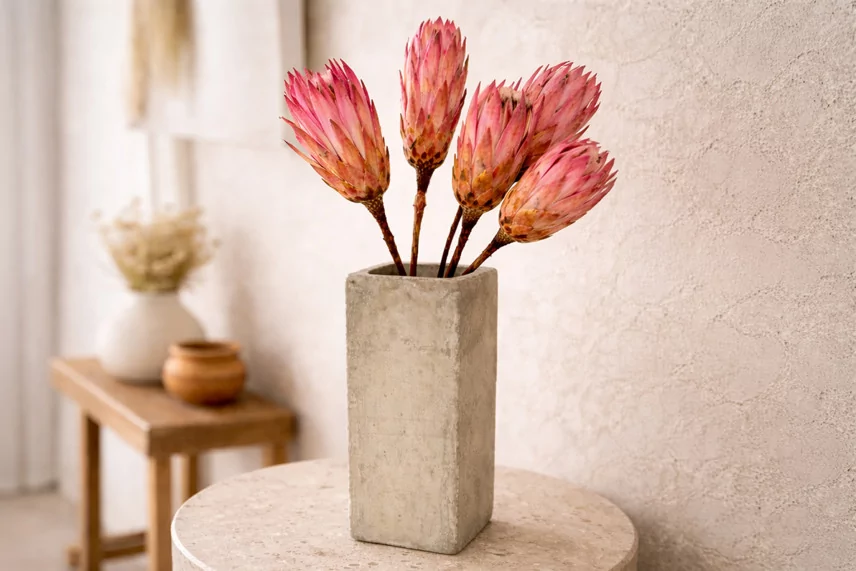 Dried Protea Repens - 5 Stems - Pink