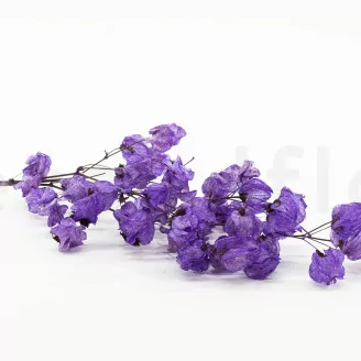 Dried Bougainvillea Branch Purple