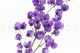 Dried Bougainvillea Branch Purple 3
