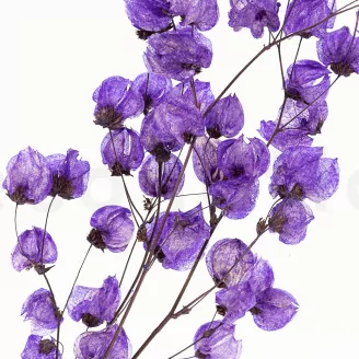 Dried Bougainvillea Branch Purple