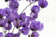Dried Bougainvillea Branch Purple 2