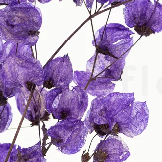 Dried Bougainvillea Branch Purple