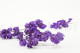 Dried Bougainvillea Branch - Purple 6